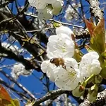 Les Cerisiers Sud-gironde Dans Le Sauternais Meuble De Tourisme 3 Etoiles Preignac