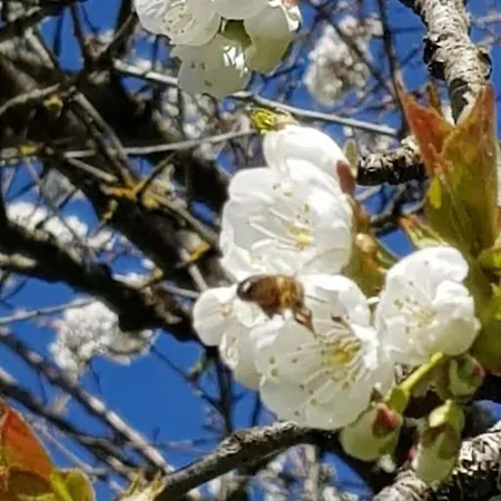 Les Cerisiers Sud-gironde Dans Le Sauternais Meuble De Tourisme 3 Etoiles Preignac