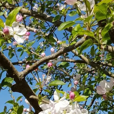 Les Cerisiers Sud-gironde Dans Le Sauternais Meuble De Tourisme 3 Etoiles Feriehus Preignac