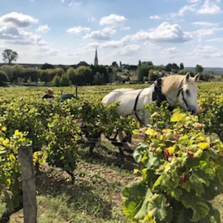 Prázdninový dům Les Cerisiers Sud-gironde Dans Le Sauternais Meuble De Tourisme 3 Etoiles *