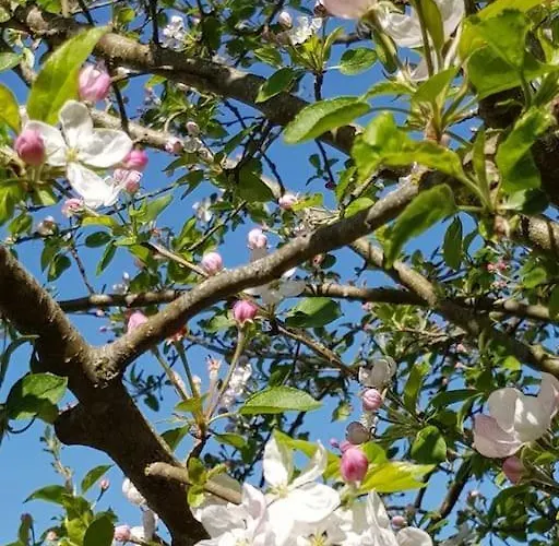 Les Cerisiers Sud-gironde Dans Le Sauternais Meuble De Tourisme 3 Etoiles Casa de Férias Preignac